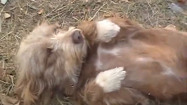 Дуся ищет дом! г. Донецк смотреть онлайн