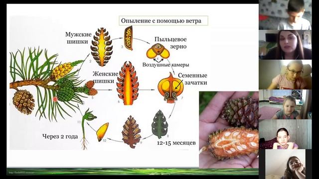 Отдел Голосеменные растения 5 класс смотреть онлайн