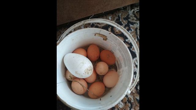 Гусиное яйцо смотреть онлайн