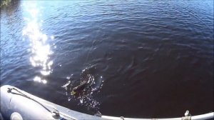 Трофейная рыбалка на старице Иртыша