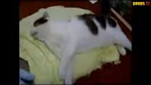 коту сница сон ржач смотреть онлайн