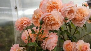 Волшебные розы Андре Тюрка и Лав Сонг?????