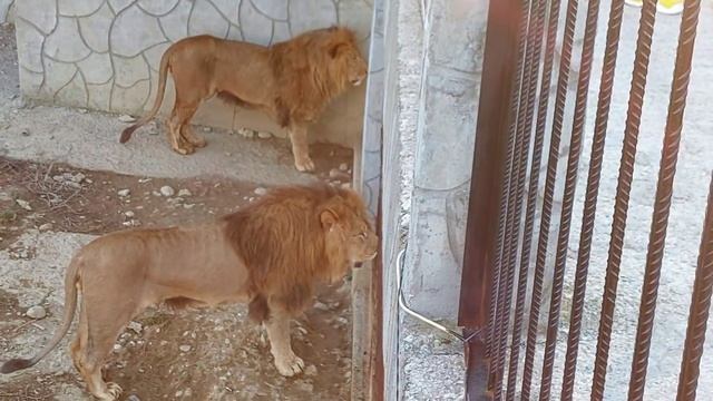 У наших рожениц аппетит отменный.Папаши бдят и от любимых не отходят.Парк львов Прайд.Абхазия10.202 смотреть онлайн