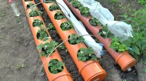 Зацвела клубника в трубе ПВХ 200 мм.