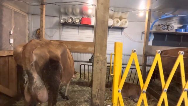 Как правильно кормить корову? Что давать первым сено или комбикорм?? смотреть онлайн