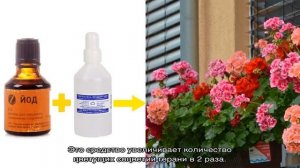 Чем подкормить герань — средства для обильного цветения и роста