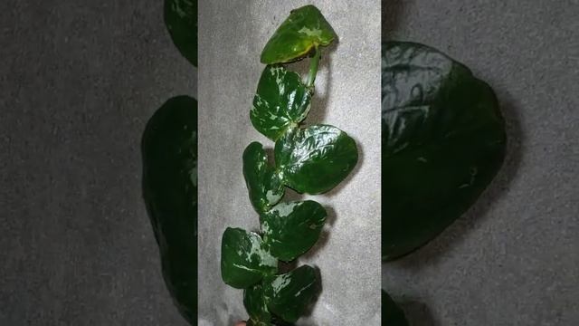 Rhaphidophora Korthalsii Variegated | Fazza Nursery - Popular Plants