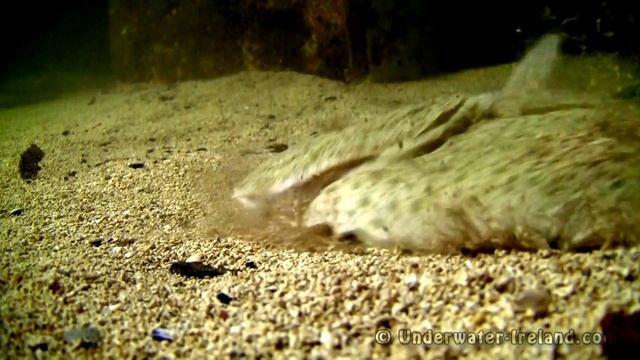 Big flatfish attack fishing lure underwater. HD Крупная камбала атакует искуственную приманку. смотреть онлайн