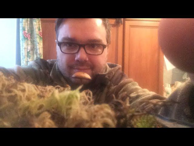 Мухоморная амброзия, как выращивать мухомор дома. смотреть онлайн