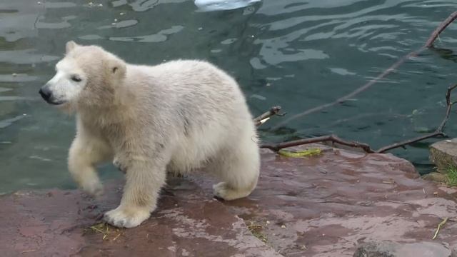 Eisbär Felix & Vera mit ihren Söhnen Gregor und Aleut - 3 смотреть онлайн
