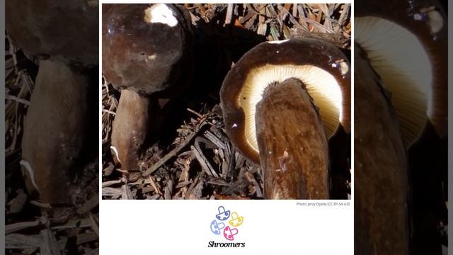 Velvet milkcap (Lactarius lignyotus) | Scientific Mushroom Profile | Shroomers смотреть онлайн