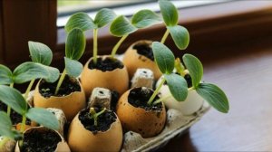 Рассада огурцов в скорлупе от яиц !!