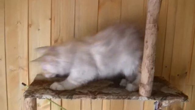 Caesar Oka Coon. 3 месяца смотреть онлайн