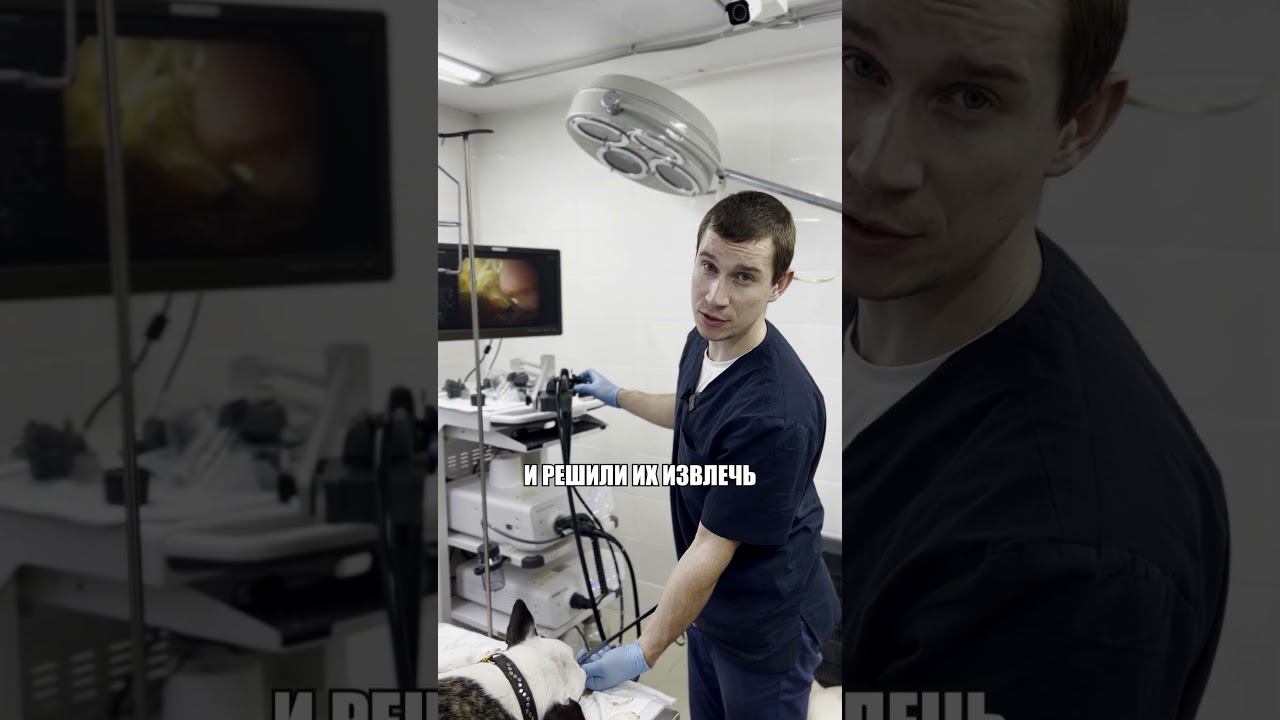 Возвращение бульдога Кокоса и инородки #инородка #бульдог #пластиканёбнойзанавески#ветеринария смотреть онлайн