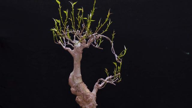 Ficus Rumphii Bonsai Guide | Making Ficus Rumphii Bonsai | pakur bonsai | banyan tree #maskmanbonsa смотреть онлайн