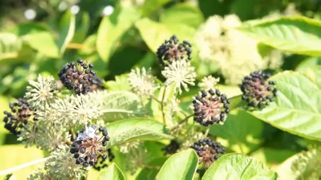 Аралия сердцевидная и аралия континентальная смотреть онлайн