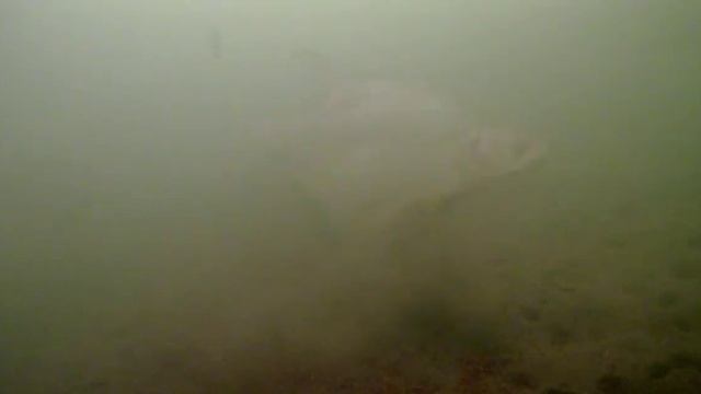 Опустил камеру FocusFish под лед, а там рыба стеной стоит ? смотреть онлайн