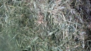 Травяная мука  из нее - очень ценный корм, который лишь на чуть,уступает по питательности зерну.