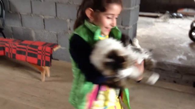 Как заставить кота двигаться смотреть онлайн
