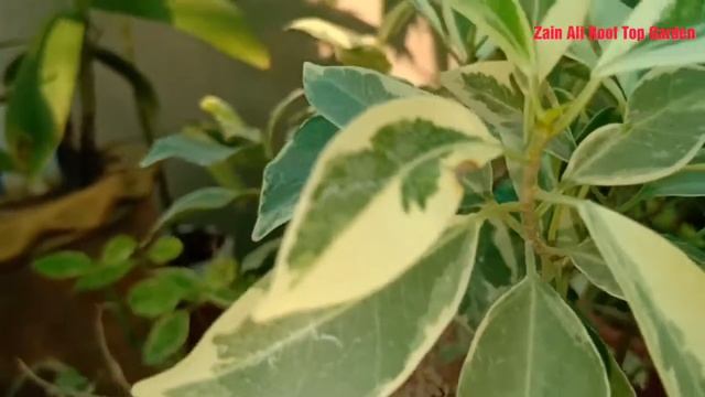 How To Grow And Care Starlight Ficus\ficus Benjamina Starlight\  Ficus Safari ?.???in Urdu Hindi