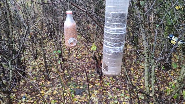 Воробьи Синицы Лазоревки Зеленушки Вьюрки на самодельной кормушке в терновнике | 14 октября 2023 г. смотреть онлайн