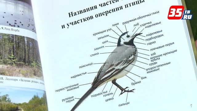Книгу, описывающую 100 видов птиц города металлургов, издали череповецкие орнитологи смотреть онлайн