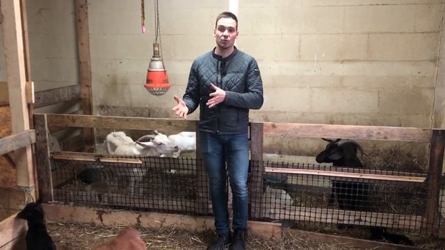 Здоровье козы после окота | Чем кормить козу? Уход за козой после окота смотреть онлайн