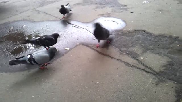 Вася - голубь. Быдло - юмор. Смотреть до конца!) смотреть онлайн