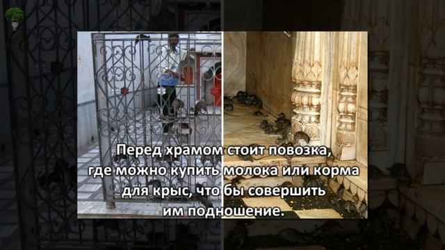 Индийский храм, где поклоняются живым крысам смотреть онлайн