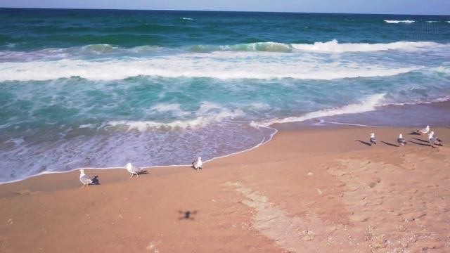 Приятелски настроени чайки - Friendly seagulls смотреть онлайн