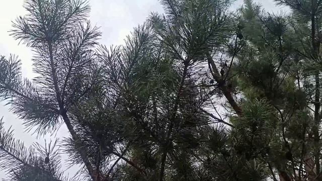 4 декабря праздник Введение во Храм Пресвятой Богородицы. Традиции и приметы. смотреть онлайн