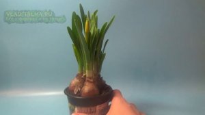 Нарцисс. Выгонка нарцисса. От начало до конца.