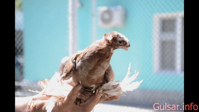 Голуби Казахстана / Голуби / 7 / Pigeons / doves / dove смотреть онлайн