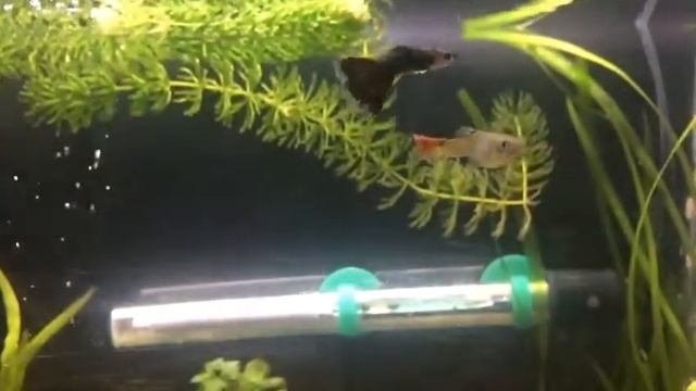 Muzjak gupi se udvara - Fancy guppy flerting (slowmotion) смотреть онлайн