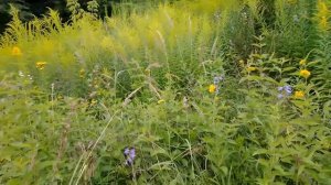 Просёлочная дорога на поле, видео 2020 год