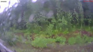 Железная дорога Салым - Куть-Ях - Пыть-Ях (вид из окна поезда, восточная сторона) (СВЖД)