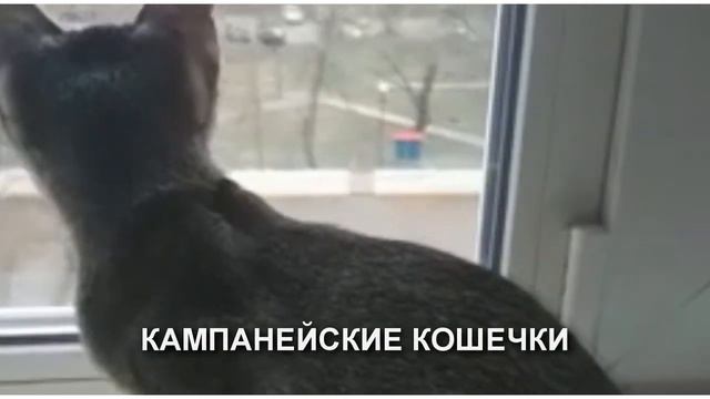 Кошечки Чаузи | Chausie Kittens