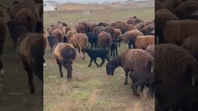 100 бас козылы койлар сатылады 70-мынан саудасы бар . ☎️ 8 778 516 67 62 Абубакир Сарыагашта смотреть онлайн