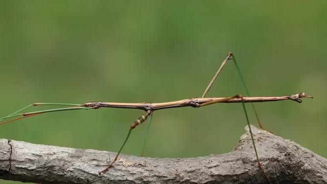 Animal Camouflage | Learn How Animals Can Blend In With Their Environments
