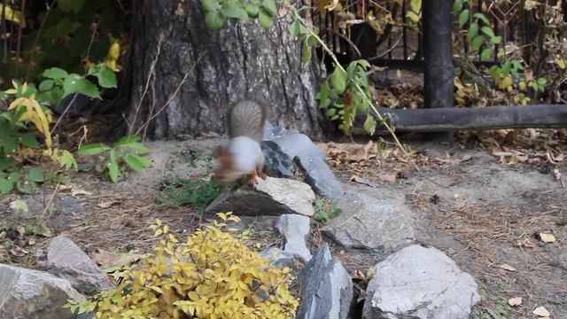 Мальчик отдаёт шишку белочке 11.10.2023 смотреть онлайн