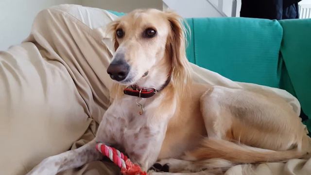 Saluki - Kyro just woken up смотреть онлайн