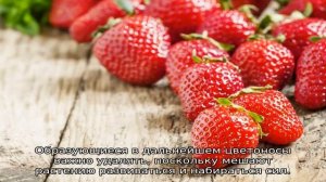 Клубника Зефир