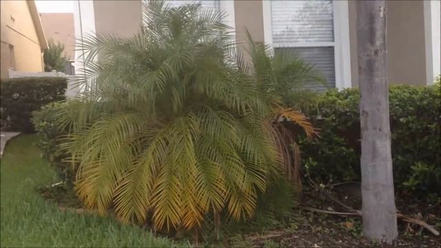 29* Виды пальм.Утро в Орландо.2017г. смотреть онлайн