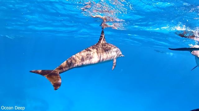 4K Underwater Wonders - Beautiful Relaxing Coral Reef Fish - Relaxing Sleep Meditation Music смотреть онлайн