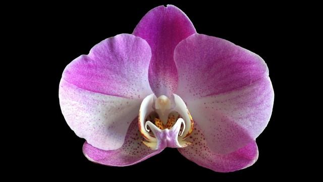 Orchids And Moonbeams Orchids And Moonbeams