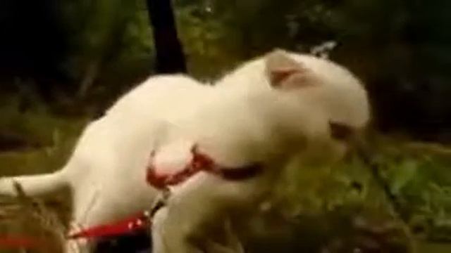 ужасный кот смотреть онлайн