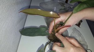 КОМНАТНЫЕ РАСТЕНИЯ(ЦВЕТЫ).ФИЛОДЕНДРОН САНТА ЛЕОПОЛЬДИНА.