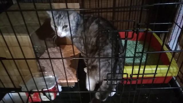 Снежный Барс ругается. Не доволен соседством с другими кошками. Приют. Петербург смотреть онлайн