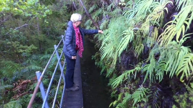 Umbrella Fern смотреть онлайн