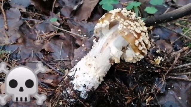 เห็ดพิษอันตราย Ruskokärpässieni 21.7.2020 смотреть онлайн